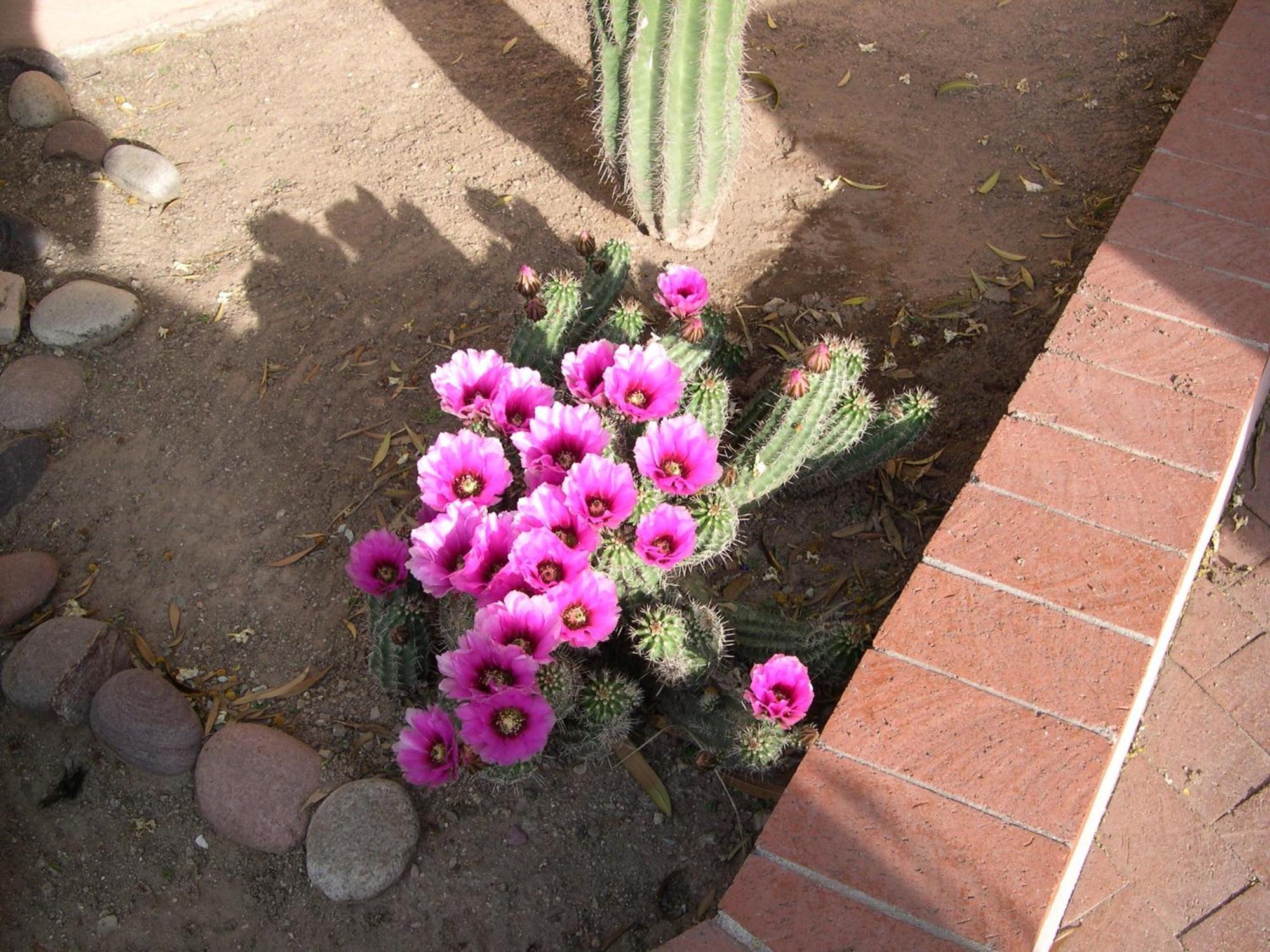 Adobe Rose Inn Tucson Extérieur photo