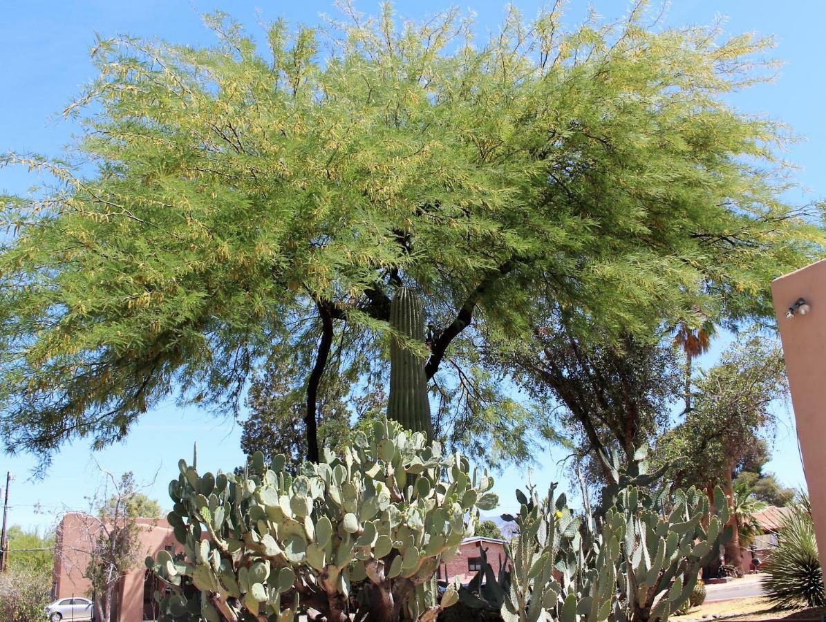 Adobe Rose Inn Tucson Extérieur photo